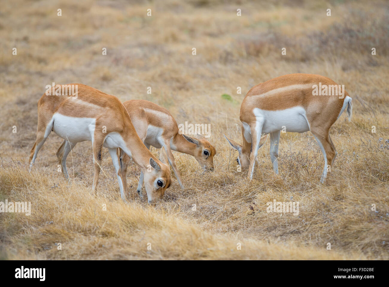 Wild South Texas blackbuck antelope mandria di fa e un vitello Foto Stock