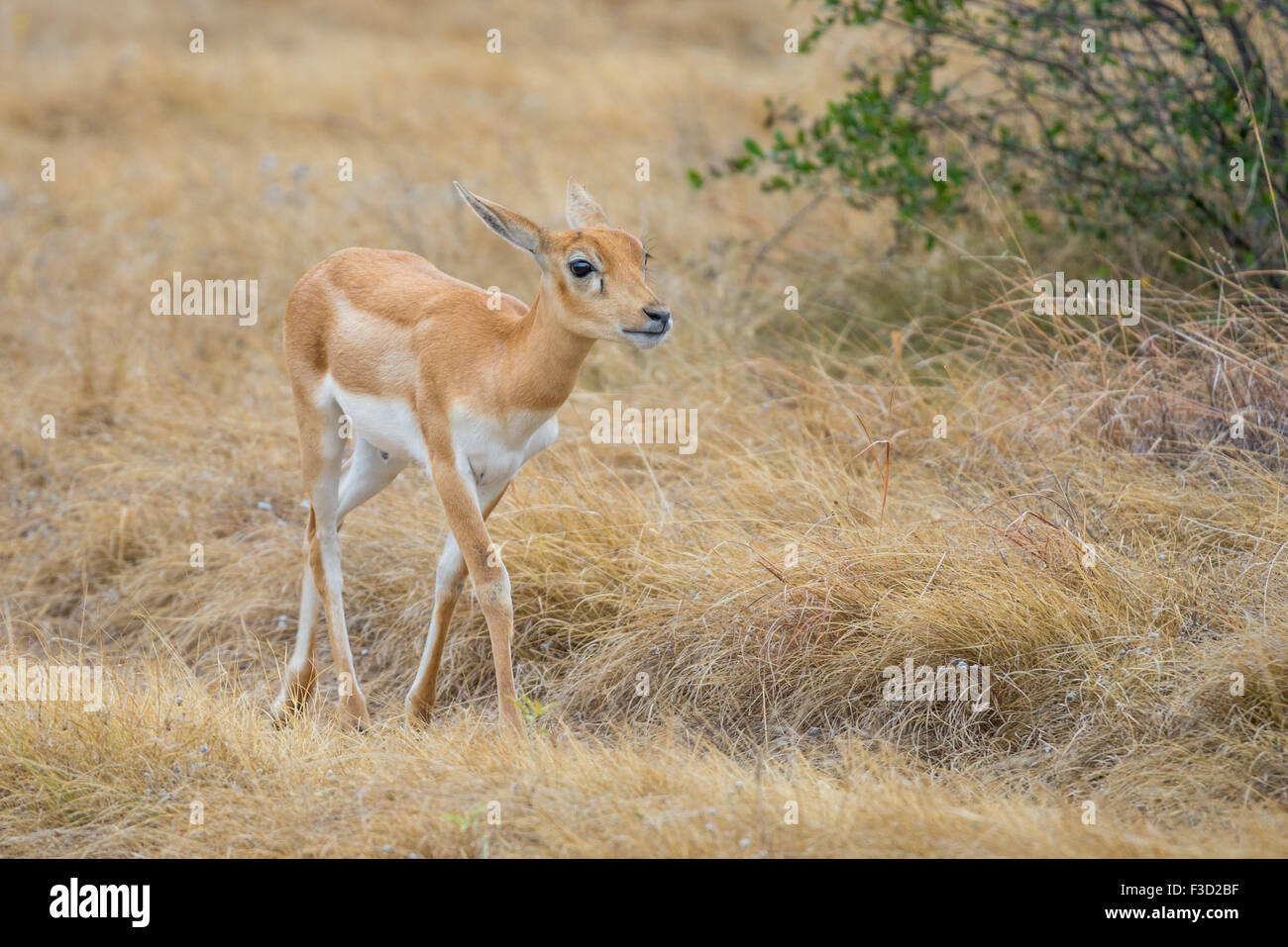 Giovani Wild South Texas blackbuck vitello antilope Foto Stock