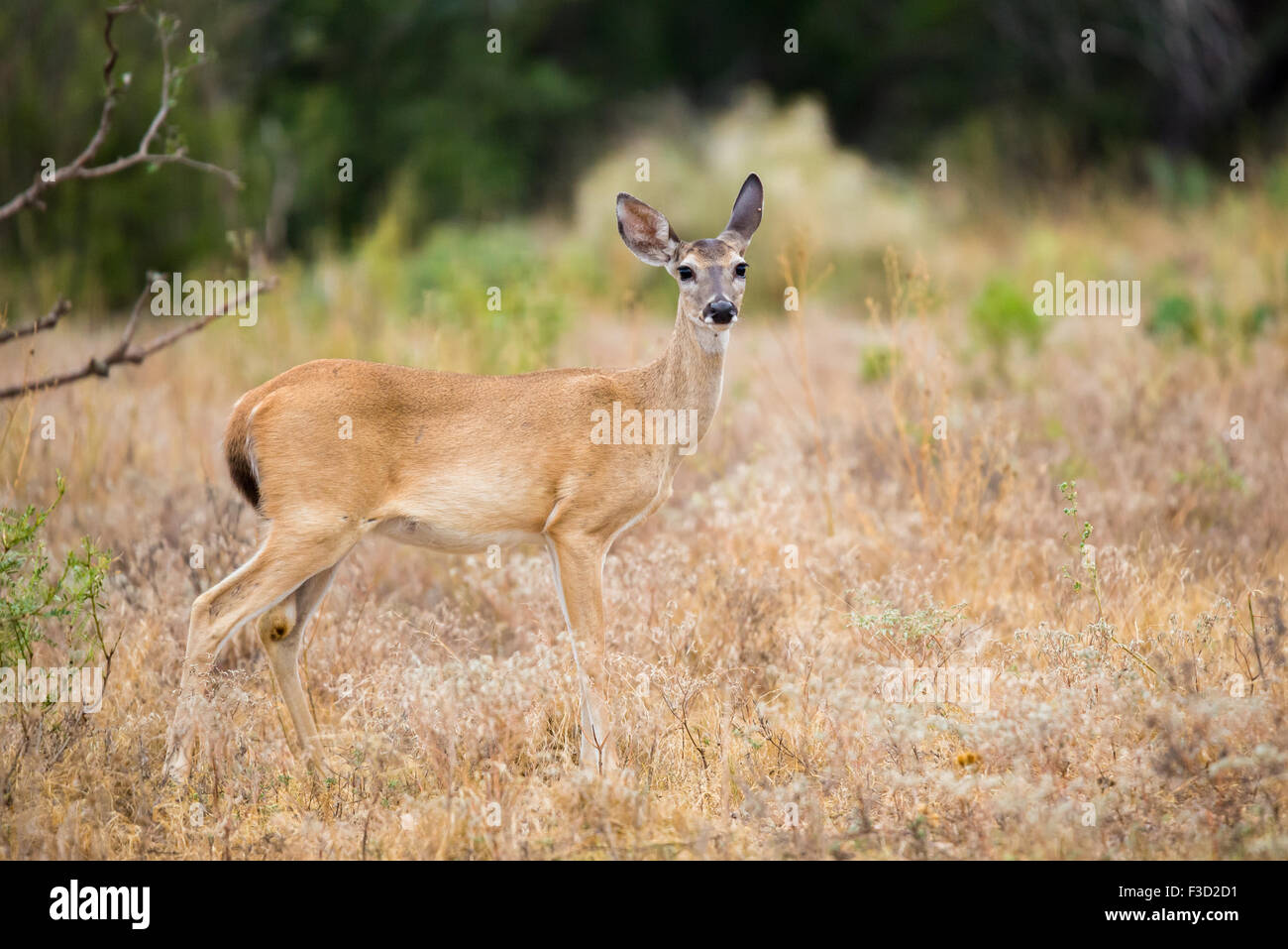 Wild South Texas culbianco cervi rossi in piedi Foto Stock