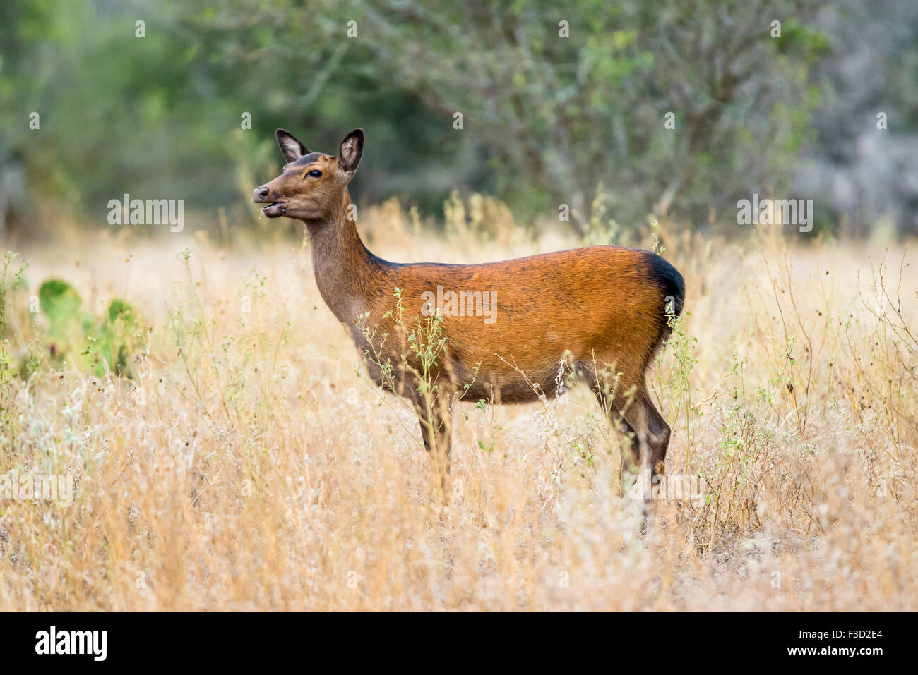 Wild South Texas cervi sika doe. Noto anche come il giapponese o il cervo maculato. Foto Stock