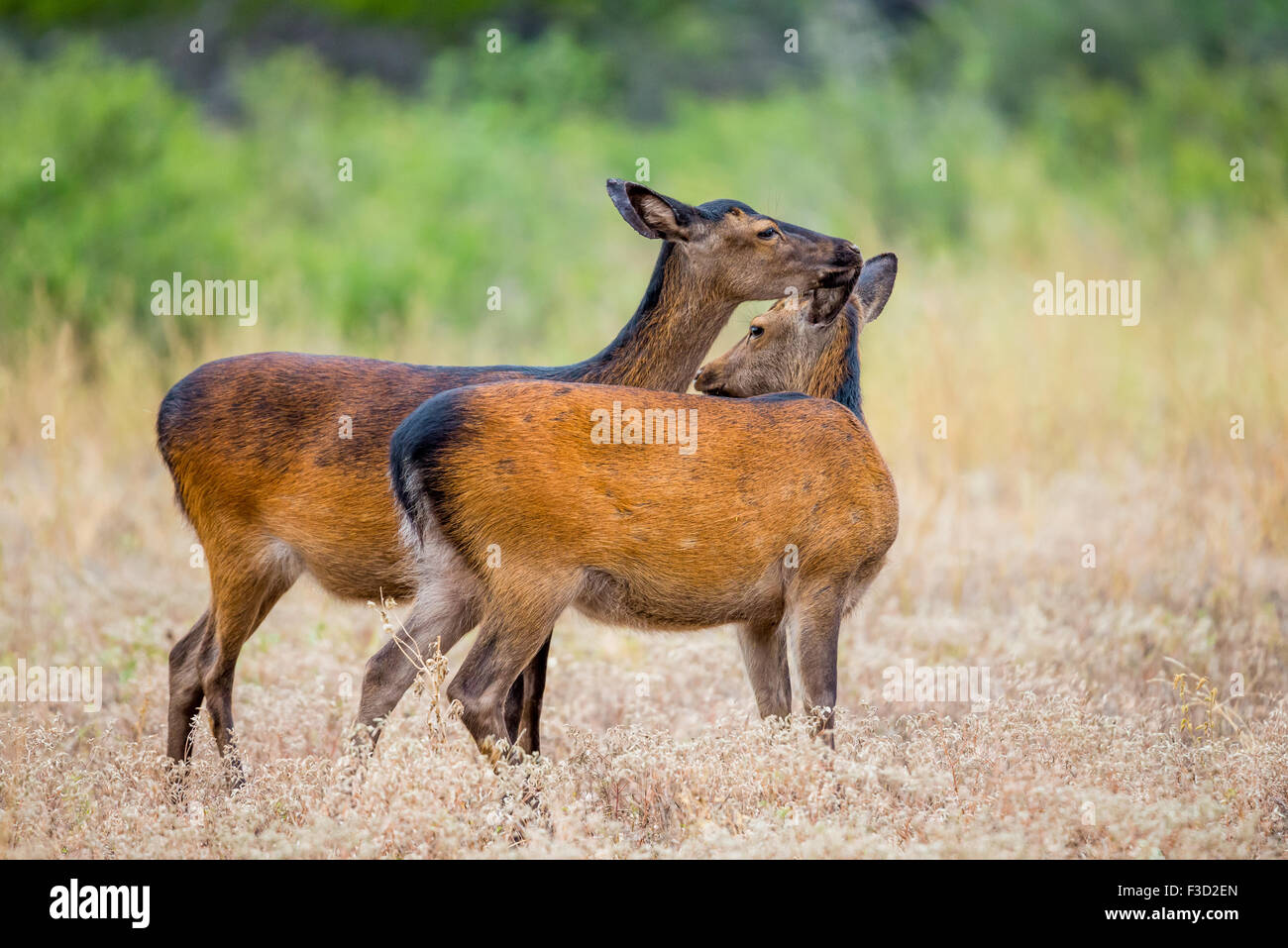 Giovani Wild South Texas cervi sika leccare vicenda. Noto anche come il giapponese o il cervo maculato. Foto Stock