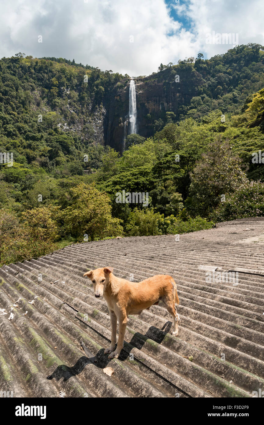 Diyaluma Falls, Sri Lanka Foto Stock