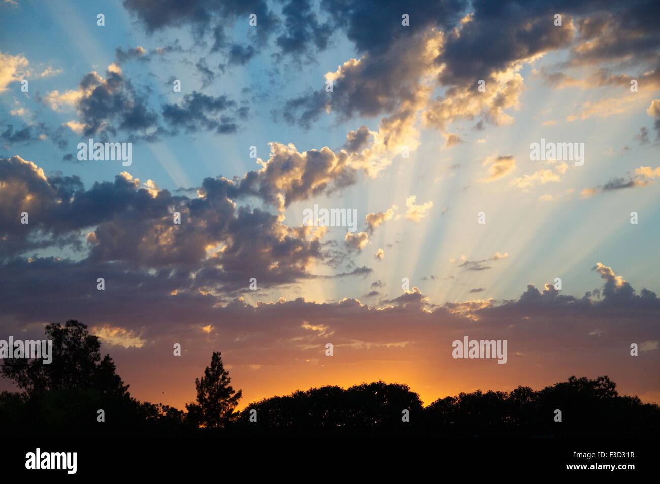 I raggi del tramonto soar dietro la silhouette di alberi Foto Stock