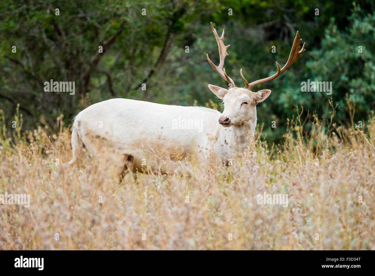 Wild South Texas White daini in erba alta Foto Stock