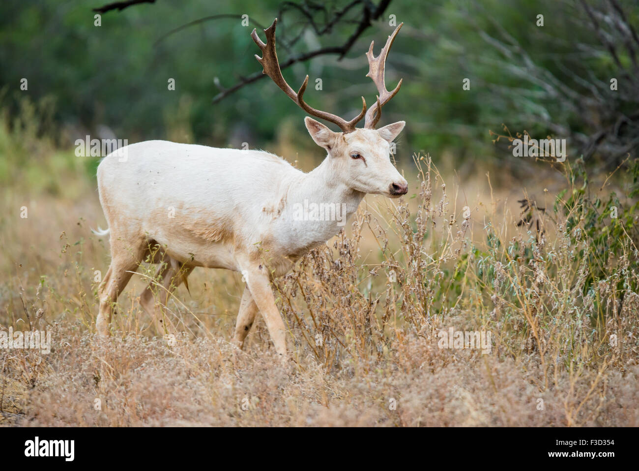 Wild South Texas white daini buck Foto Stock