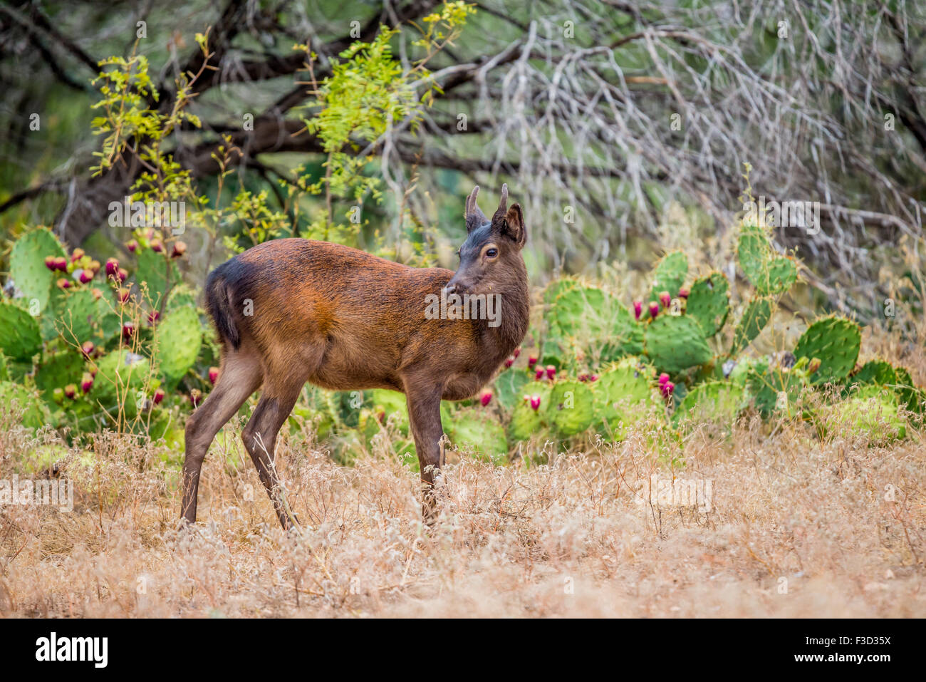 Giovani wild South Texas cervi sika buck close up. Noto anche come il giapponese o il cervo maculato. Foto Stock