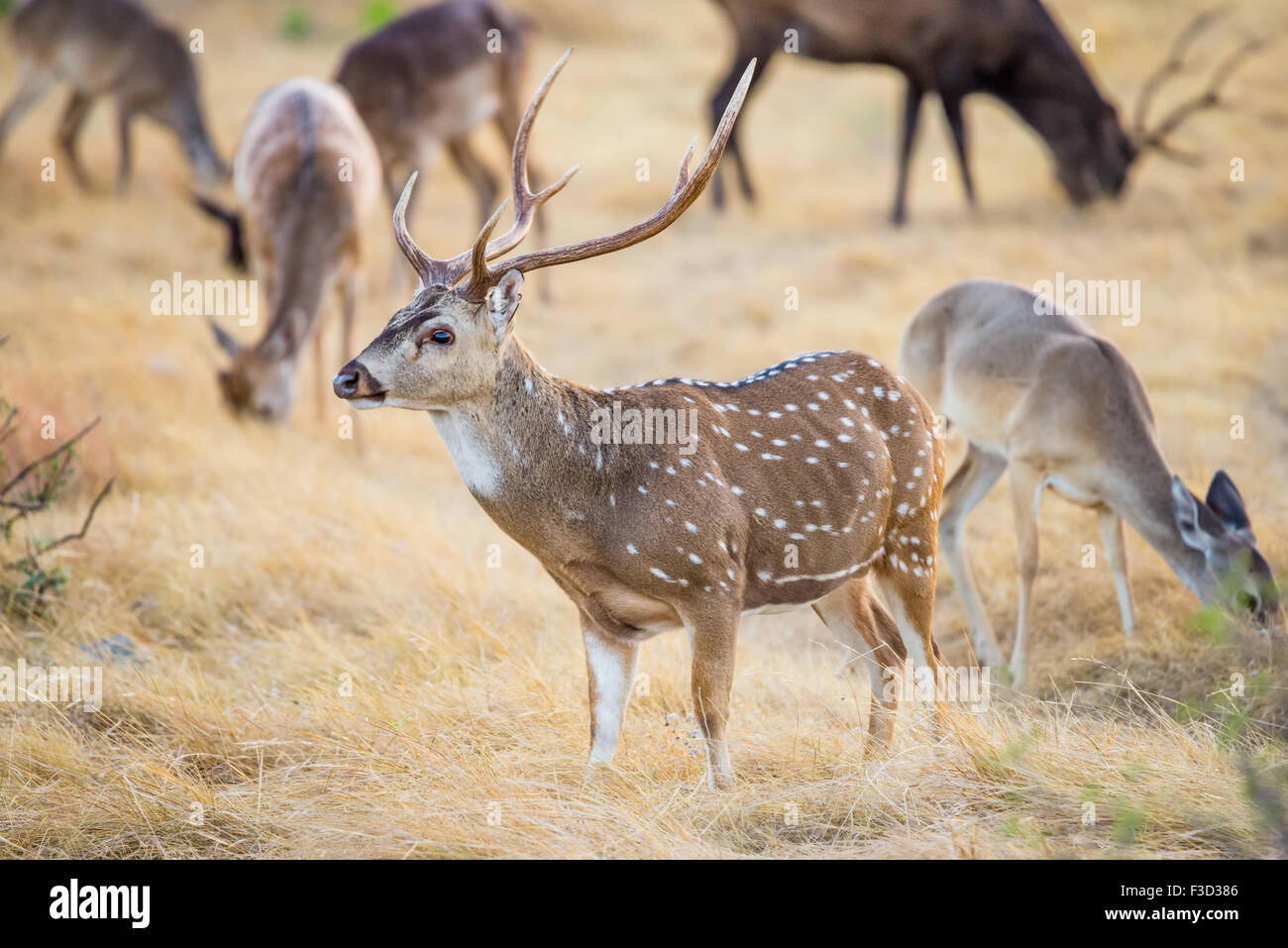 Wild South Texas asse, Chital o spotted Deer Buck. Foto Stock