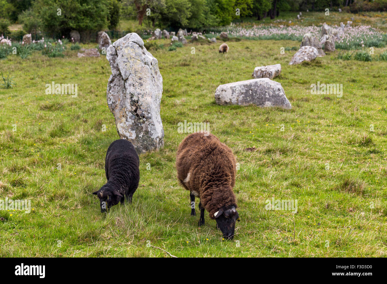 Pecore Alignements Kermario megalitico pietre permanente Neolitico Carnac Morbihan Bretagna francese Francia Europa Foto Stock