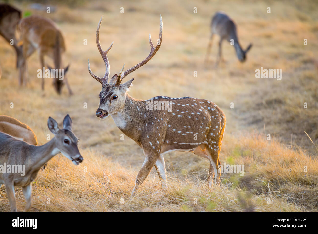 Wild South Texas asse, Chital o spotted Deer Buck. Foto Stock