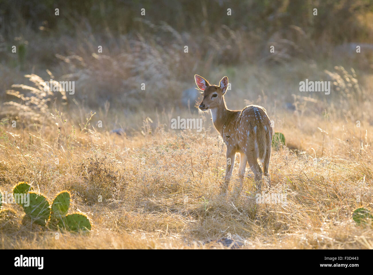 Wild South Texas asse, Chital o spotted Deer Fawn. Foto Stock