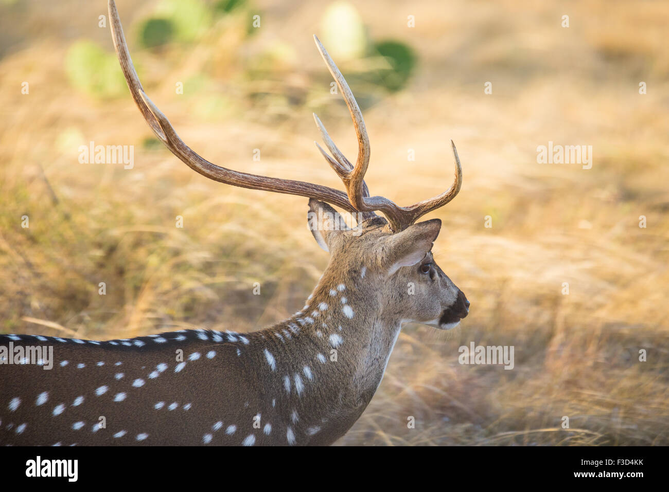 Wild South Texas asse, Chital o spotted Deer Buck close up. Foto Stock