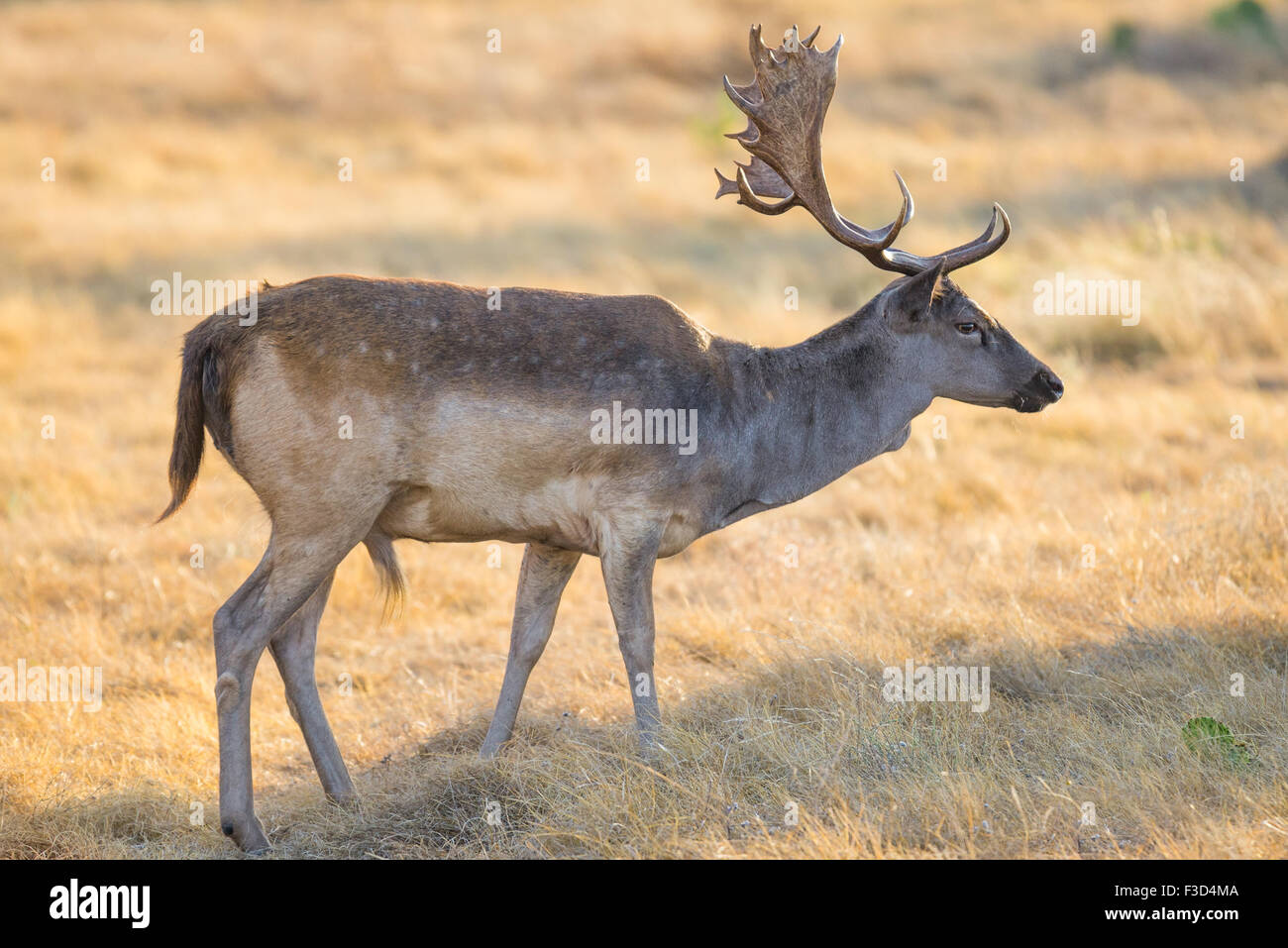 Wild South Texas Spotted daini buck Foto Stock