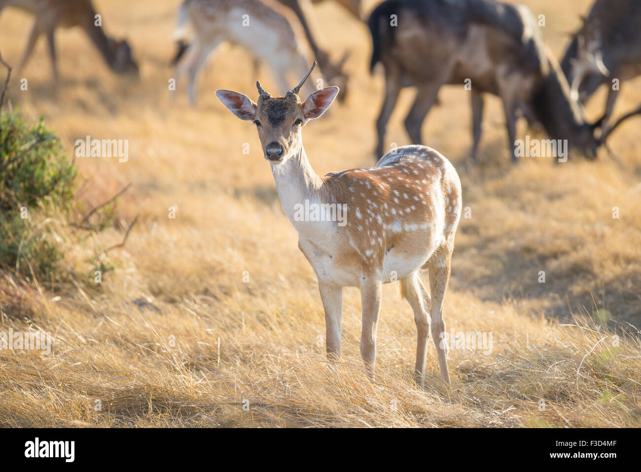 Wild South Texas spotted daini buck yearling Foto Stock