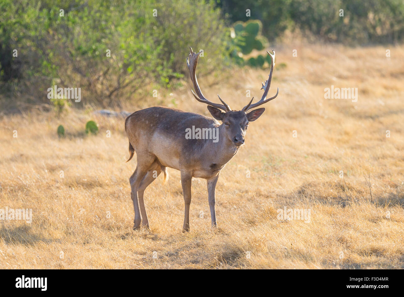 Wild South Texas spotted daini buck Foto Stock