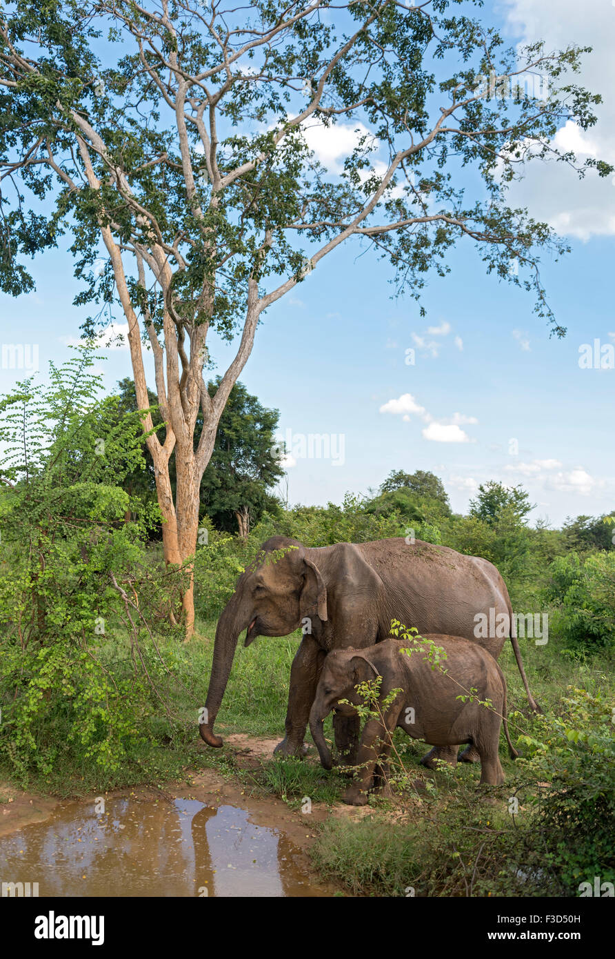 La madre e il bambino elefanti nel Udawalawe parco nazionale dello Sri Lanka Foto Stock