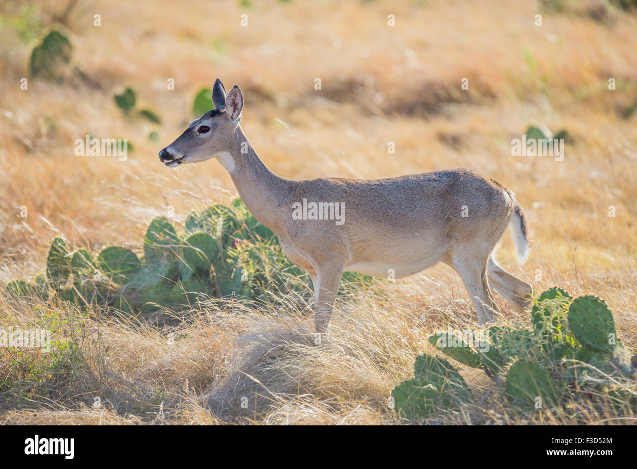 Wild South Texas culbianco cervi rossi in piedi a sinistra Foto Stock