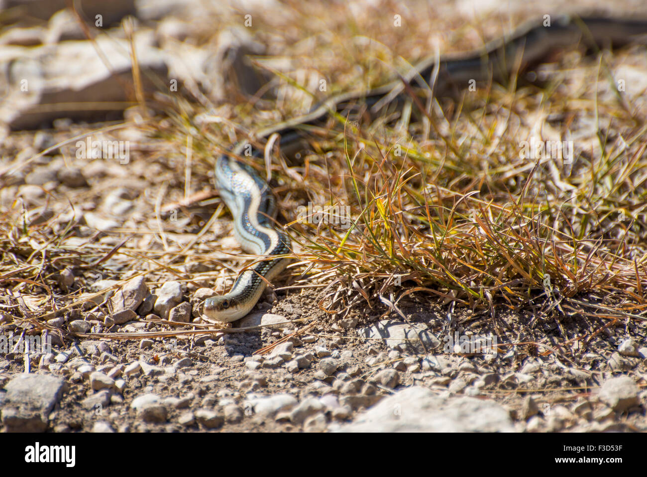 Wild South Texas garter snake slithering attraverso l'erba Foto Stock
