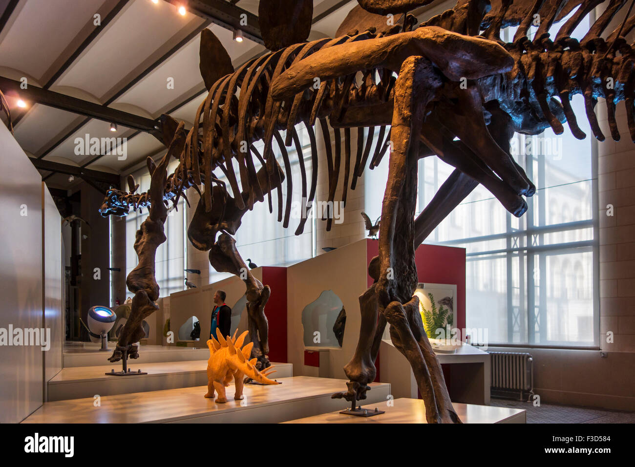 Montato lo scheletro di dinosauro al Regio Istituto belga delle Scienze Naturali / Museo di Storia Naturale, Bruxelles, Belgio Foto Stock