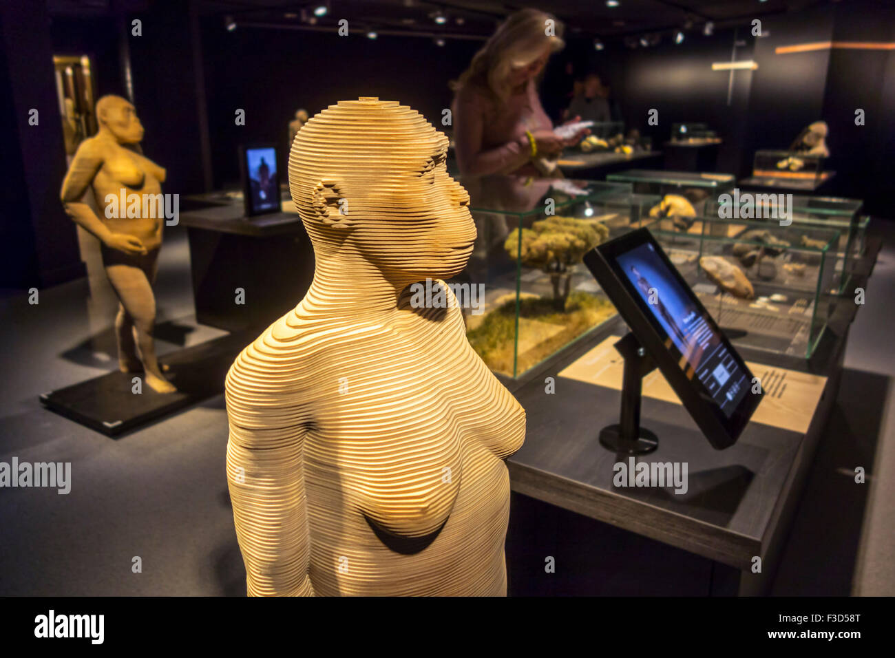 Life-dimensione 3D specie di ominide che illustrano l'evoluzione umana, Regio Istituto belga delle scienze naturali, Bruxelles, Belgio Foto Stock