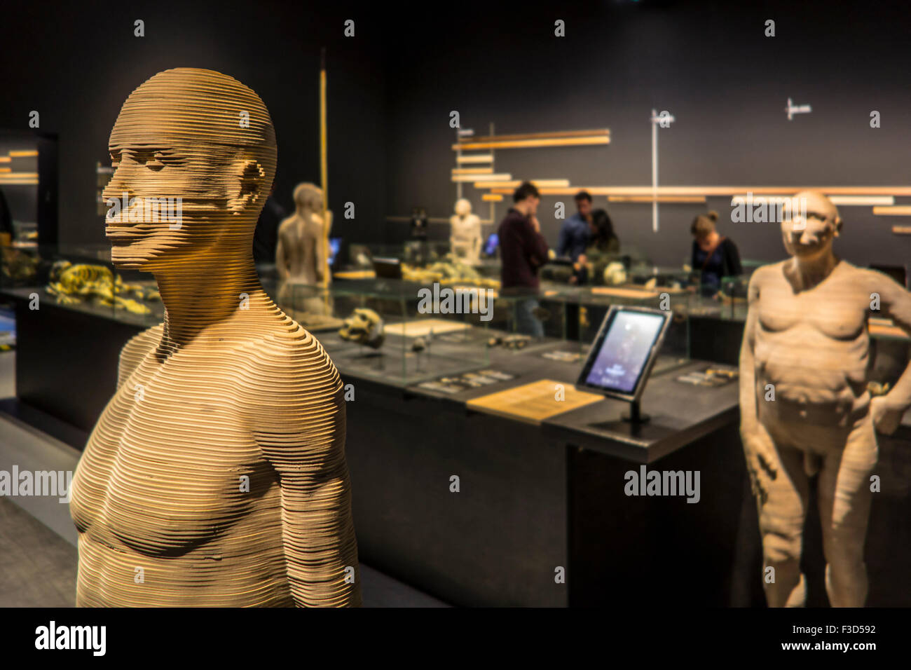 Life-dimensione 3D specie di ominide che illustrano l'evoluzione umana, Regio Istituto belga delle scienze naturali, Bruxelles, Belgio Foto Stock