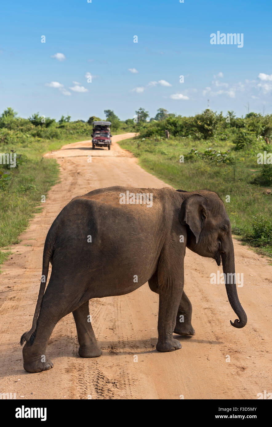 La trazione su quattro ruote e l'elefante nella Udawalawe parco nazionale dello Sri Lanka Foto Stock