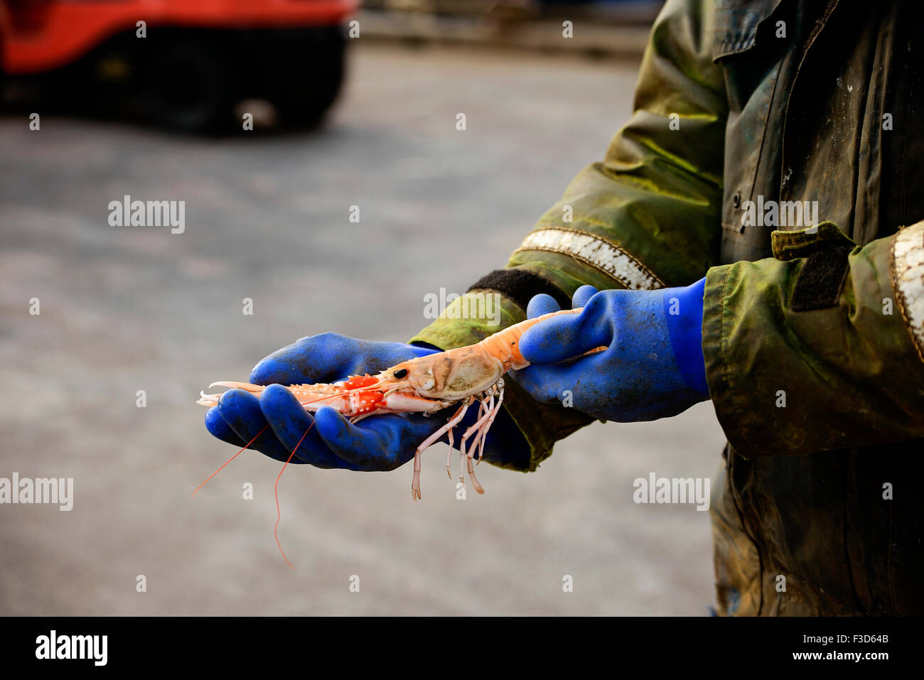 Fisherman presentando la sua cattura in Mallaig, Scozia. Foto Stock