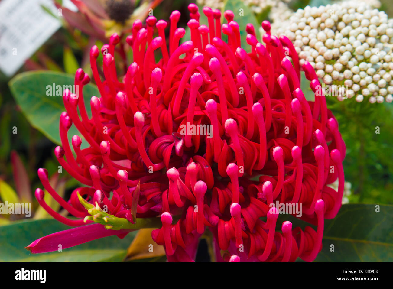 Esotico fiore rosso Nuova Zelanda visualizza elaborare spuma Foto Stock