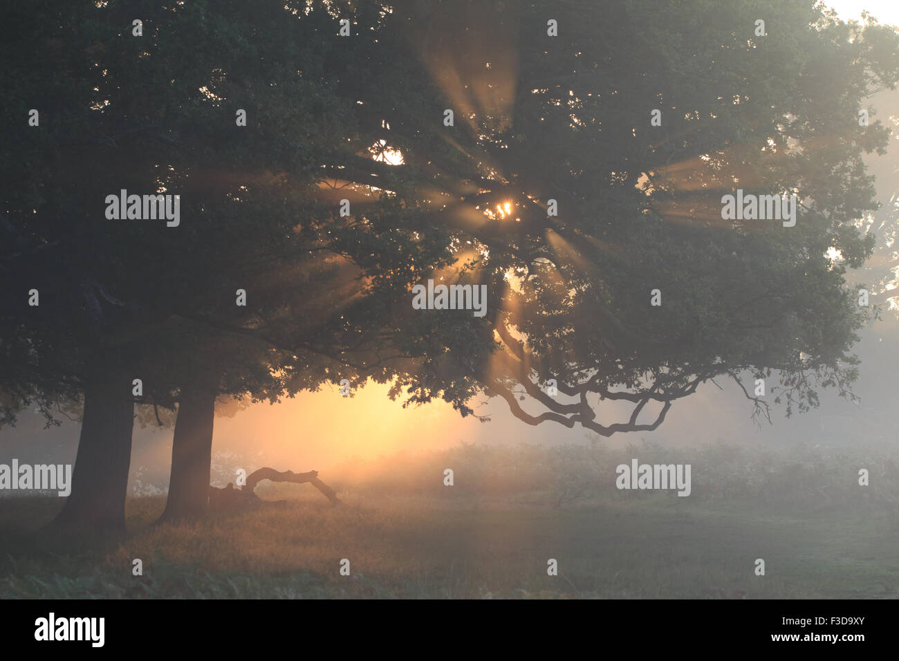 Misty sunrise, Richmond Park Foto Stock