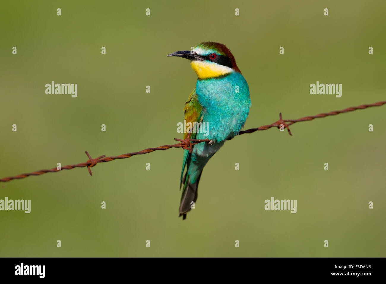 Unione Gruccione (Merops apiaster) appollaiato sulla recinzione, Estremadura, Spagna Foto Stock