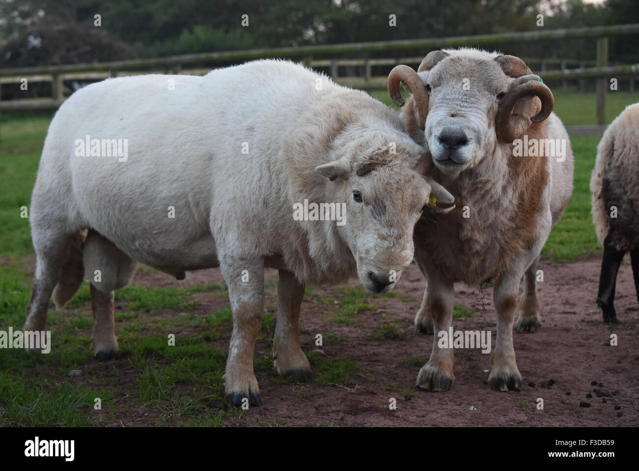 Due arieti che mostra la posizione dominante dopo una lotta in una fattoria nel Galles del Sud. Foto Stock