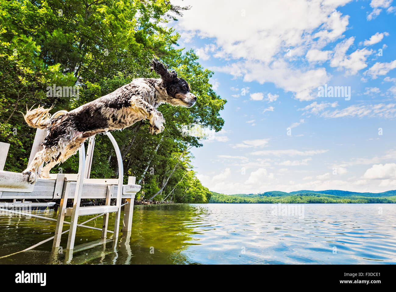Cane saltando nel lago dal jetty Foto Stock