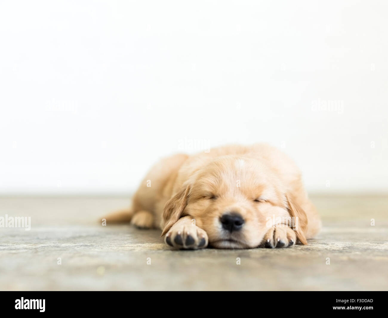 Ritratto di cucciolo di dormire sul pavimento in legno Foto Stock