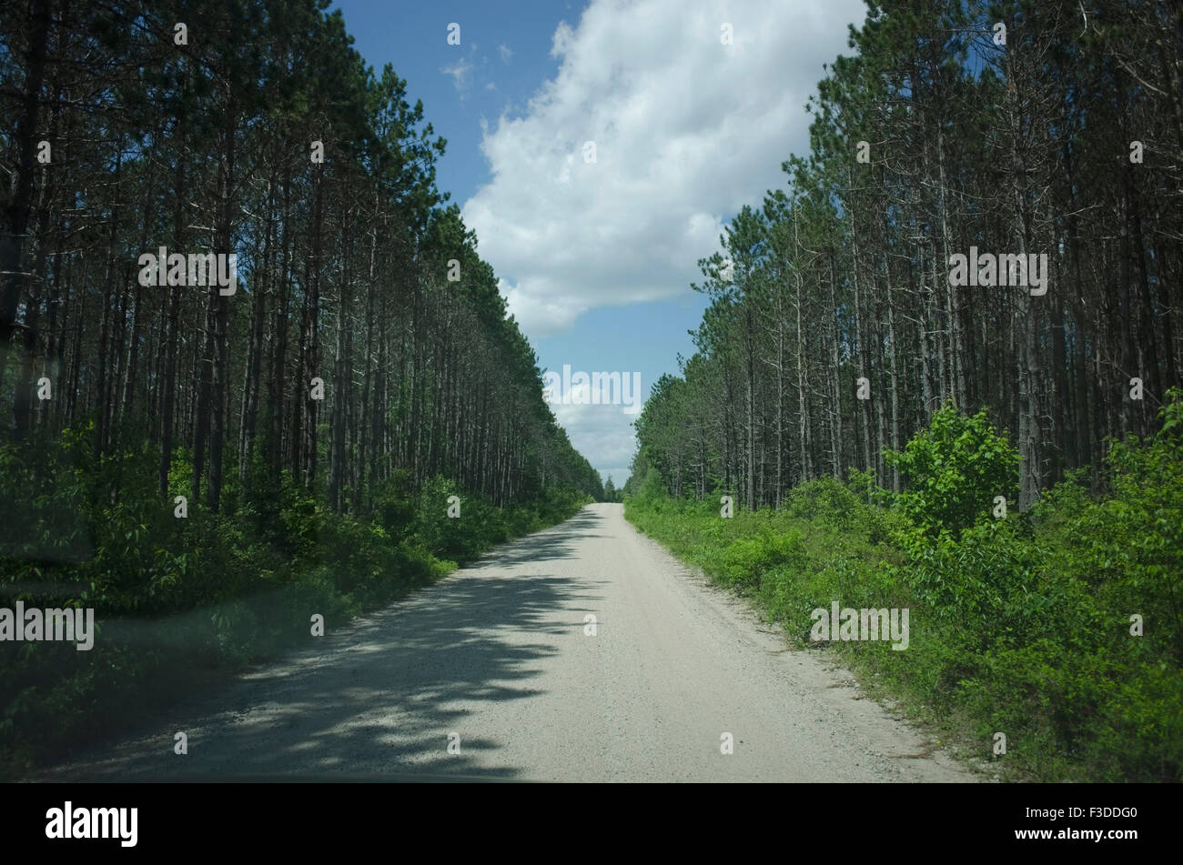 Vista del vuoto strada sporca in mezzo al bosco Foto Stock