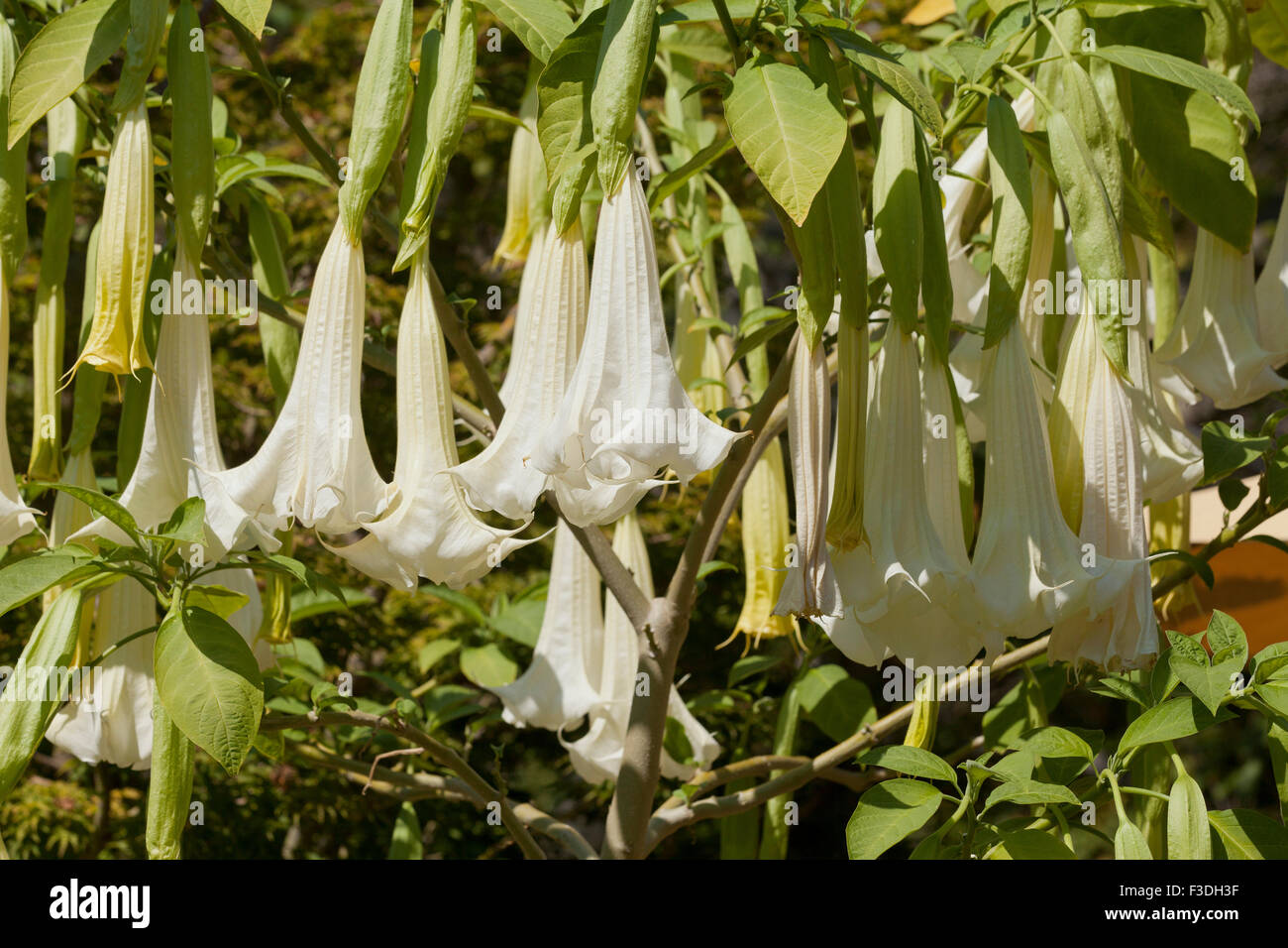 Angelo tromba fiore (Brugmansia suaveolens) - USA Foto Stock