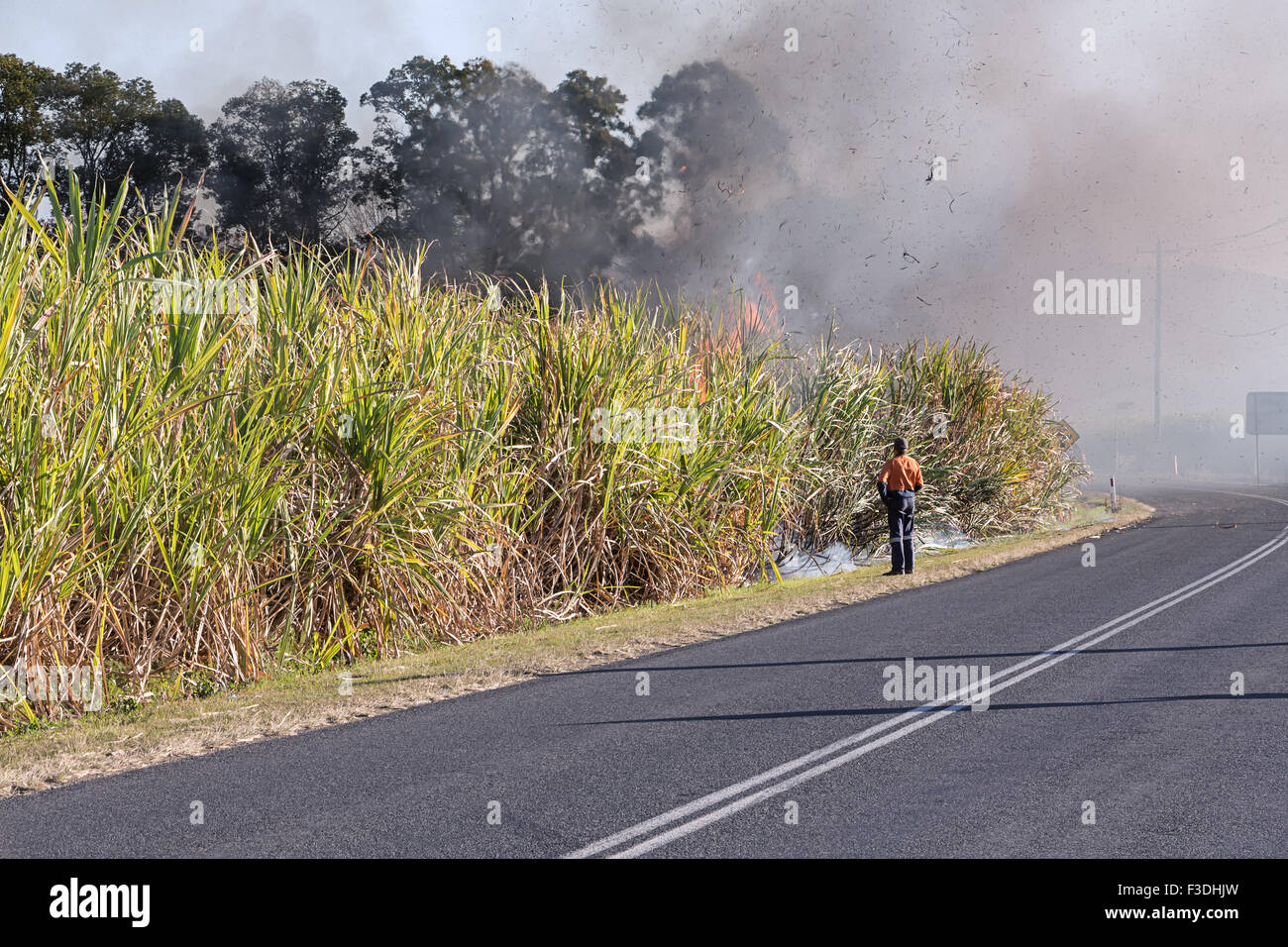 Bruciando la canna da zucchero Foto Stock