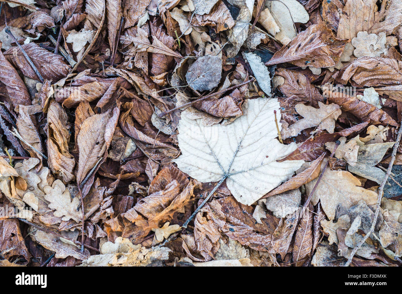 Il fogliame secco coperti da rime, il pupazzo di neve cadono sullo sfondo Foto Stock