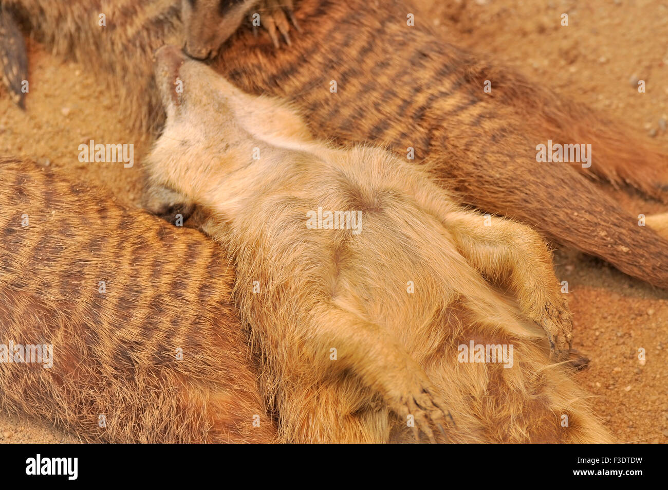 Meerkat recante sulla sua schiena - Suricatta suricates Foto Stock