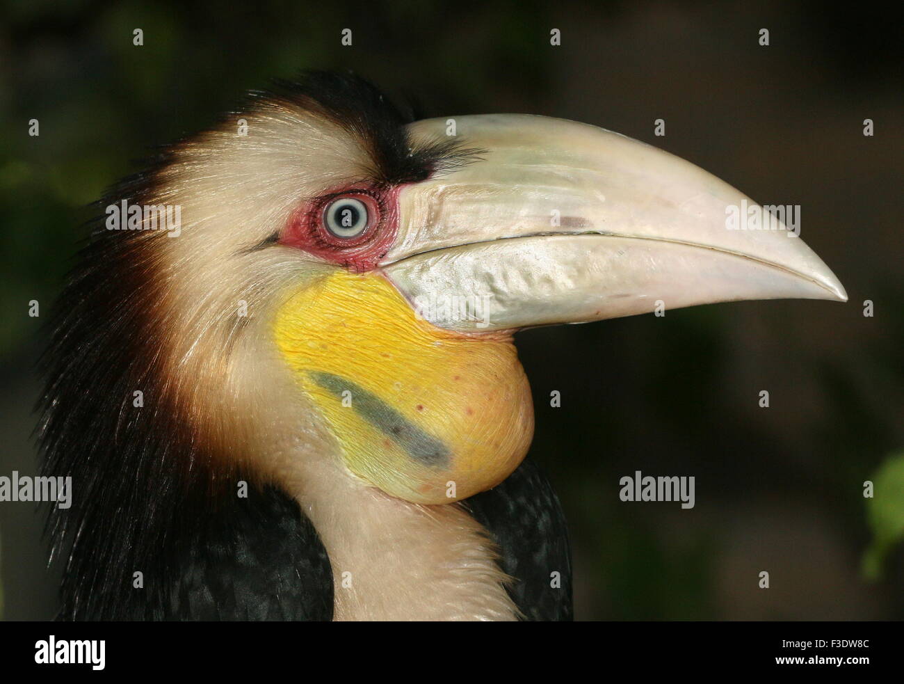 Maschio del Sud Est Asiatico Inghirlandato hornbill o Bar Pouched inghirlandato hornbil (Rhyticeros undulatus, Aceros undulatus) Foto Stock