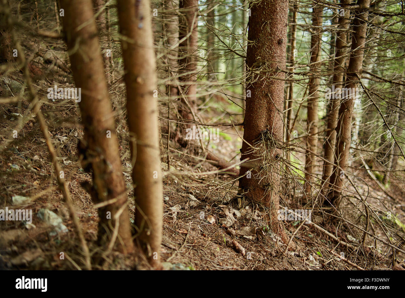 Primo piano di un pino tronchi di alberi nella foresta con il fuoco selettivo Foto Stock