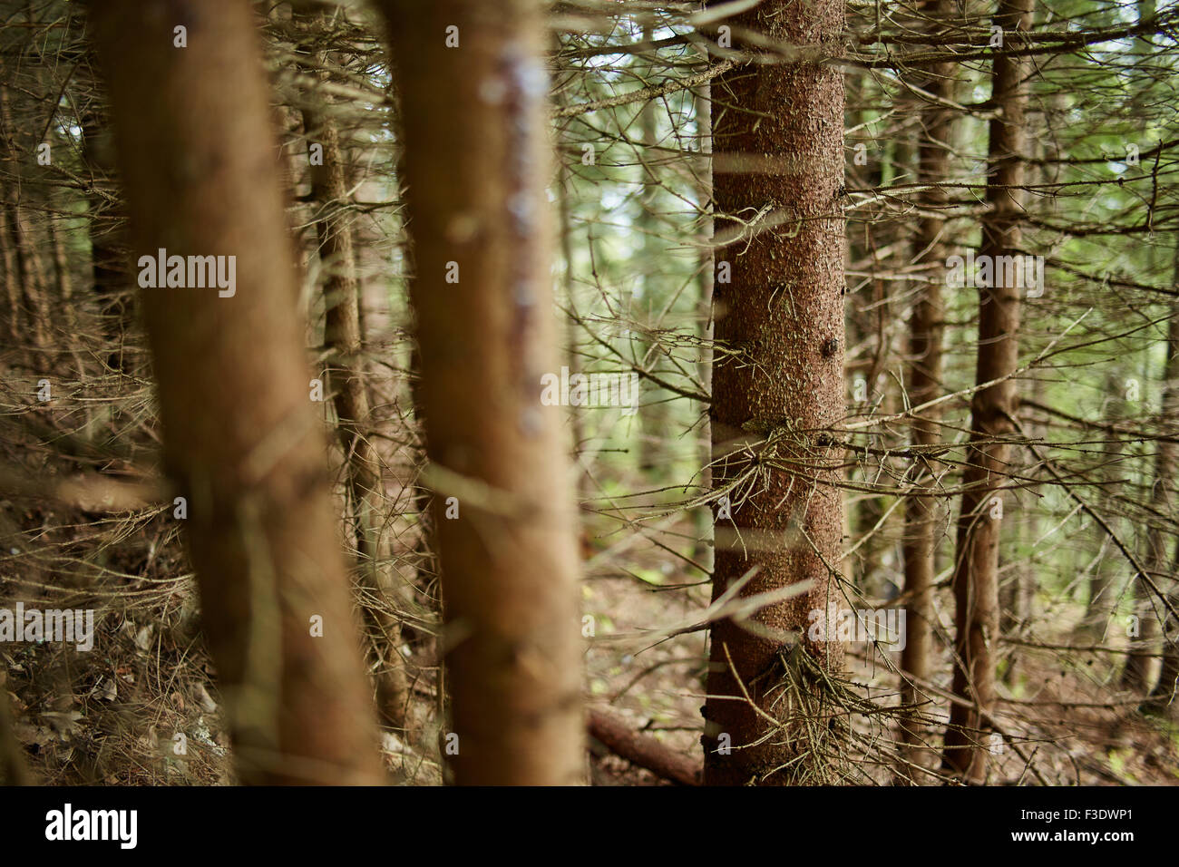 Primo piano di un pino tronchi di alberi nella foresta con il fuoco selettivo Foto Stock