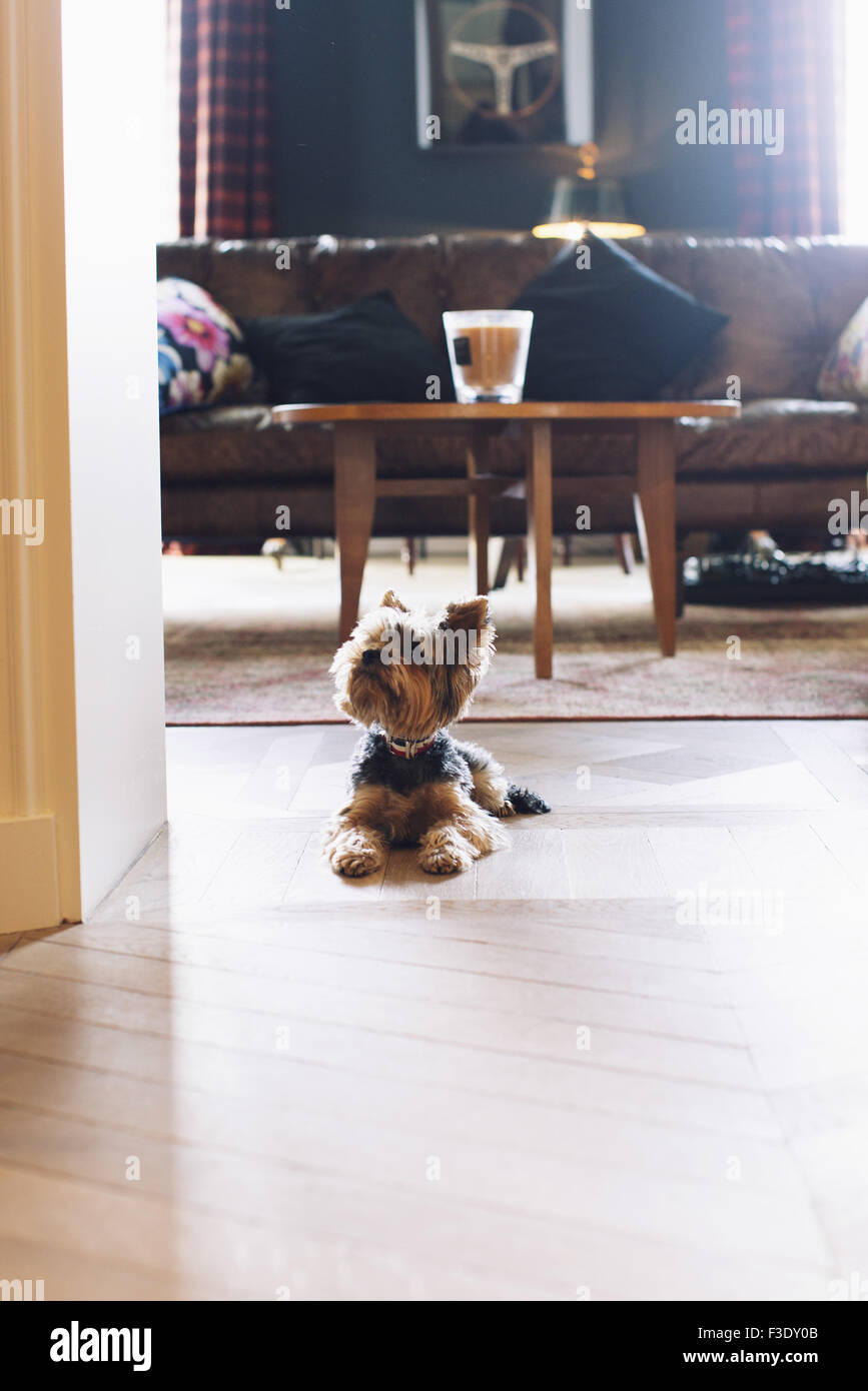 Yorkshire terrier giacente sul soggiorno piano Foto Stock