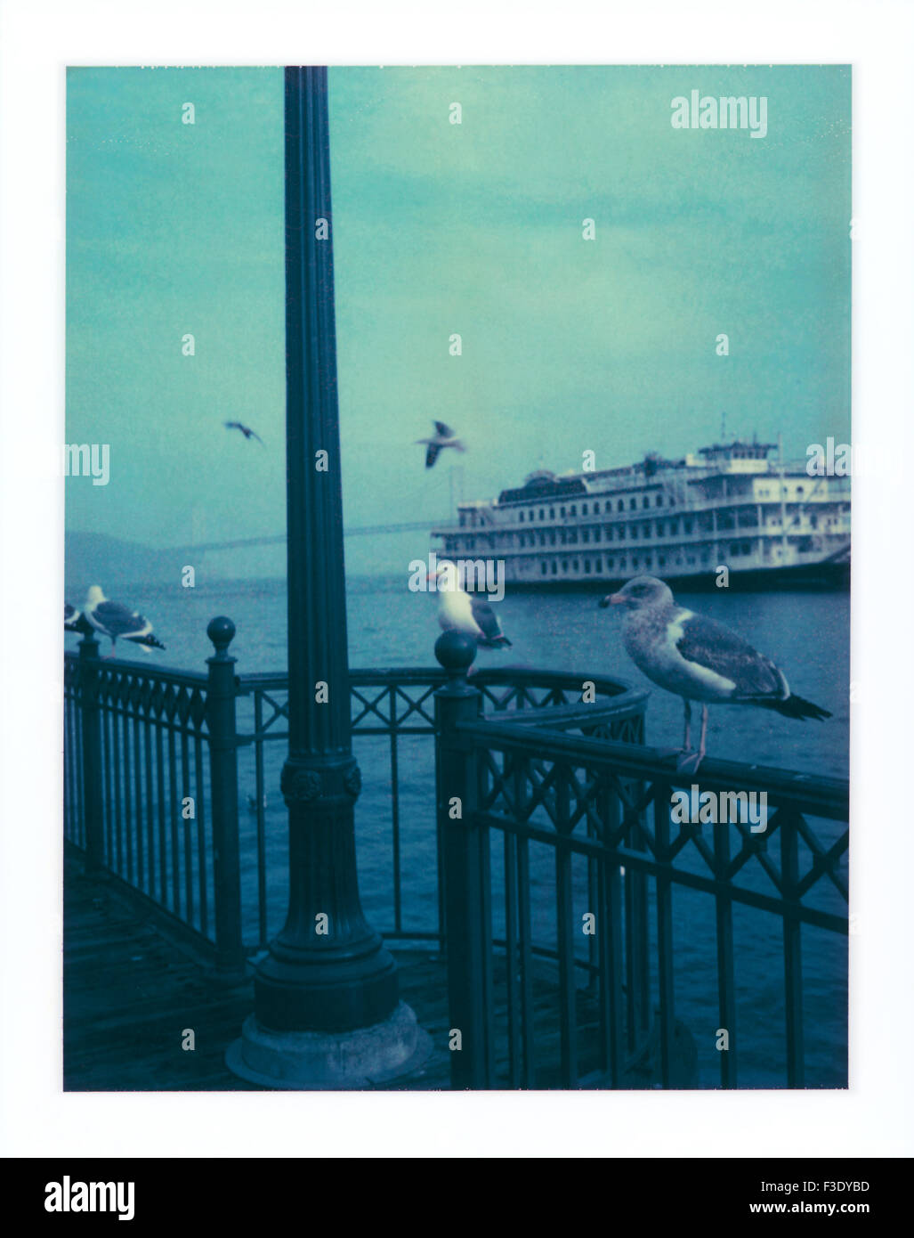 I gabbiani appollaiato sulla ringhiera, crociera turistica di barca in background Foto Stock