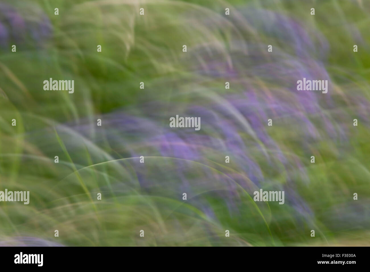 Intenzionale di movimento della telecamera - Un abstract di siepe di lavanda piante colorate Foto Stock