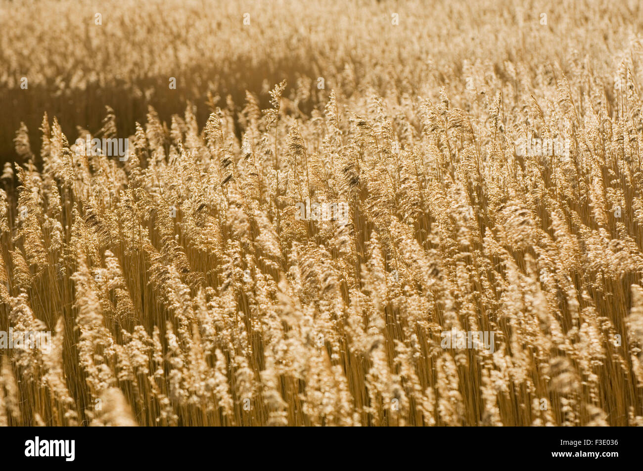 Reedbed presso la foce del fiume Conon sotto la luce diretta del sole, vicino a Dingwall, Ross-shire, Scozia. Foto Stock