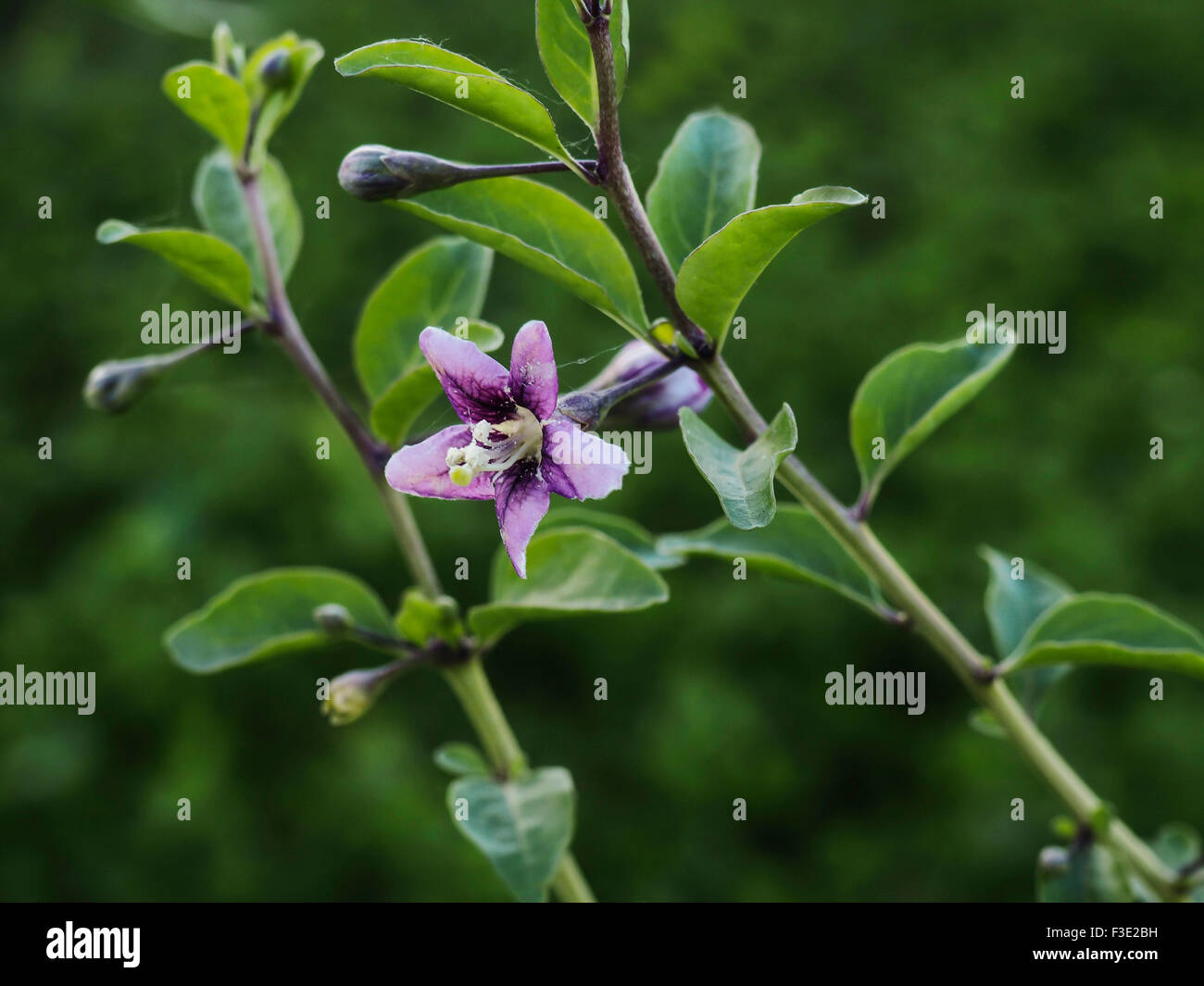 fiore di Goji Foto Stock