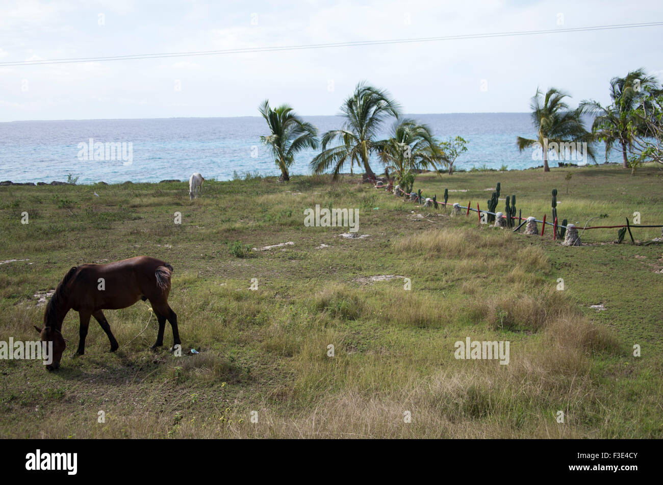 Cavallo al pascolo in un campo a mare dei Caraibi con palme in background sull'isola di Cuba Foto Stock