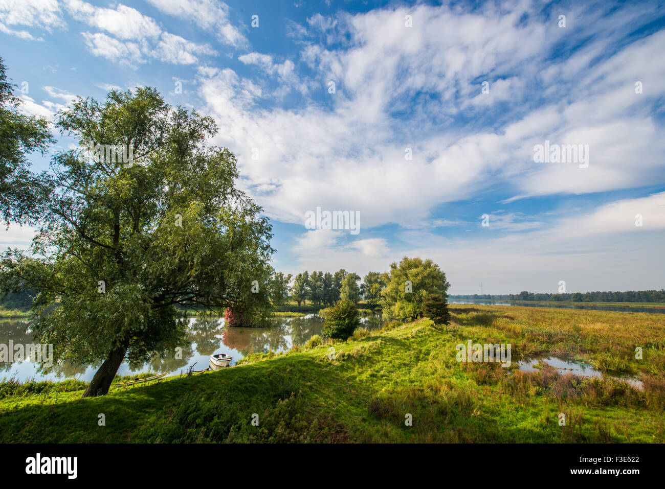 Albero pieno di bacche rosse nel polder presso il parco naturale nazionale il Biesbosch Nationaal natuurpark de Biesbosch Foto Stock
