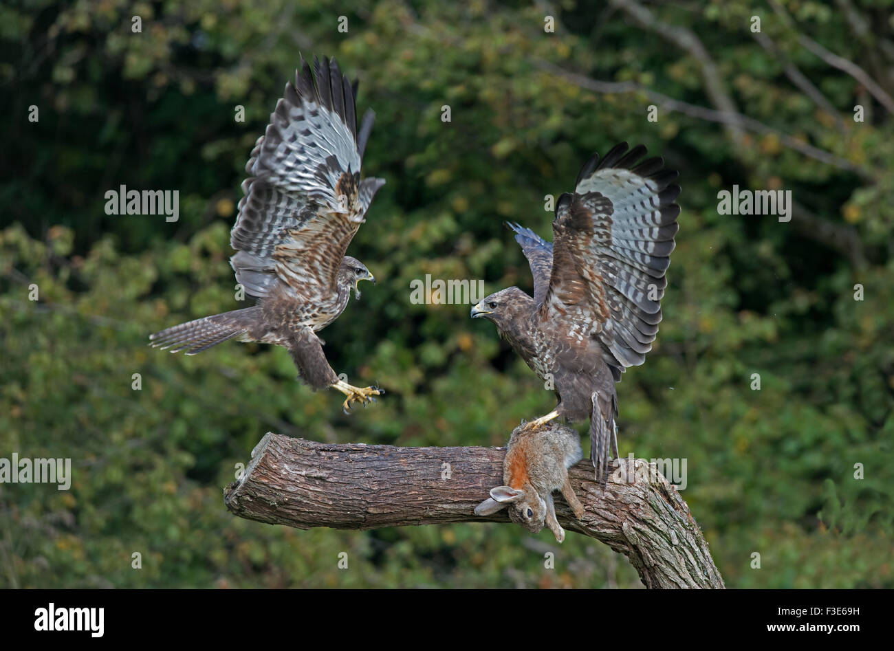 Coppia di poiane- Buteo buteo aggressione di visualizzazione sulla preda. L'autunno. Regno Unito Foto Stock