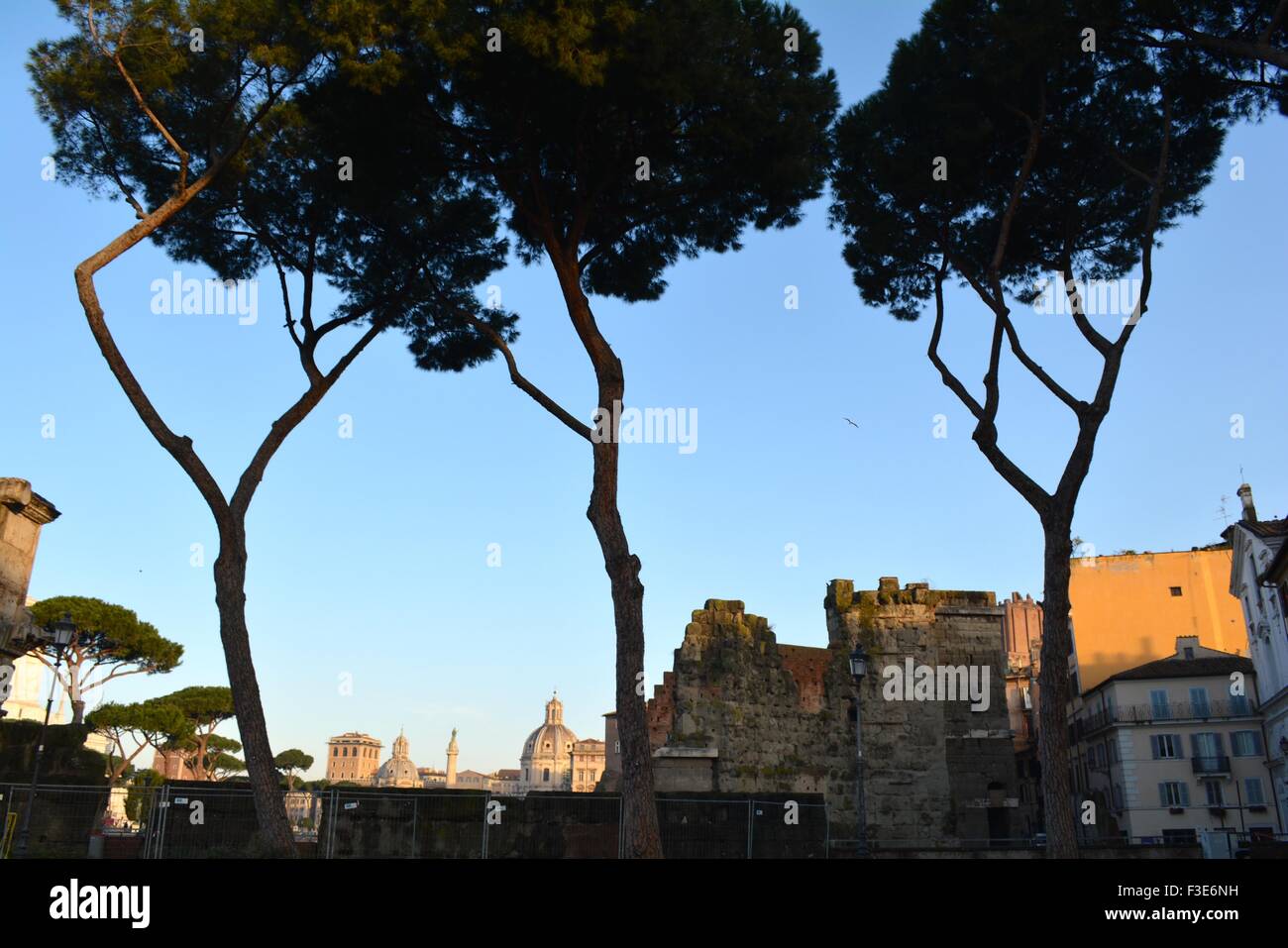 Pietra di alberi di pino accanto al forum di Roma Italia Foto Stock