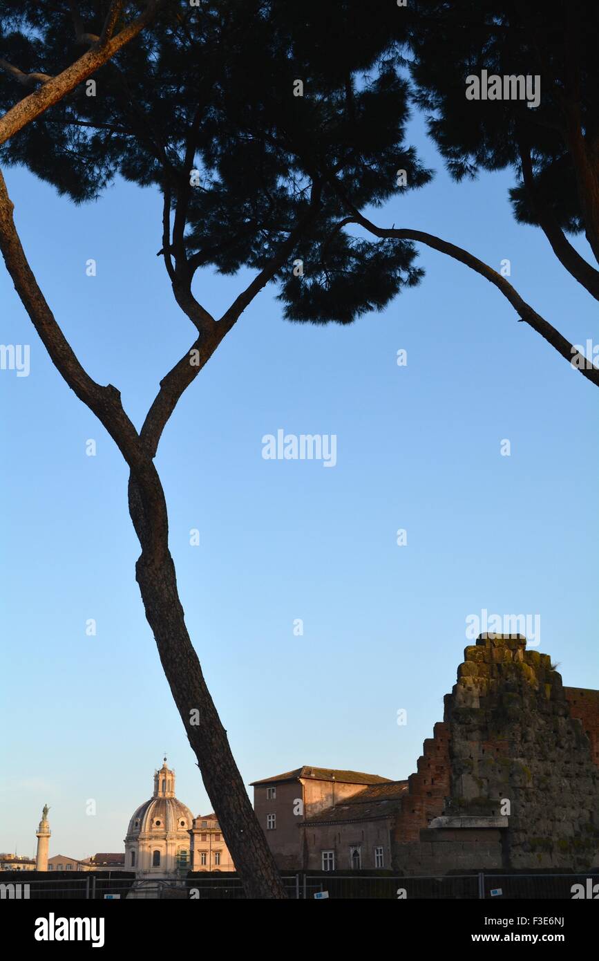 Pietra di alberi di pino accanto al forum di Roma Italia Foto Stock